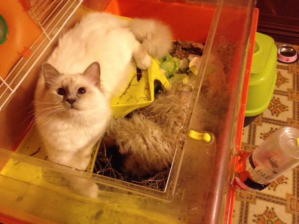 kin-narah turandot - sacro di birmania e porcellino d'india